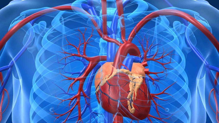 Nerve and Cardiovascular system disorders